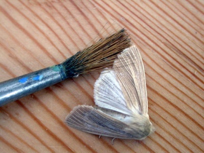 Viewing the hindwing of a (live) common wainscot (Mythimna pallens) Kenneth Noble